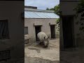 白サイ