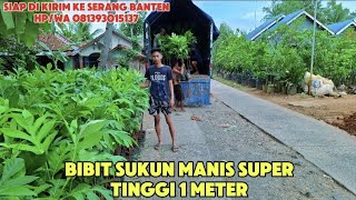 JUAL BIBIT SUKUN MANIS KUALITAS SUPER screenshot 4