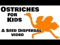 Ostriches: The Amazing Runners and Seed Dispersers