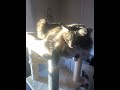 His favorite sunning spot! #cat #cute #sunshine #cutebaby #pets #catsofyoutube #goodboy #petslife