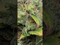 3 left but they are soon chopped down ,dont forget like ,comment and subscribe cannafam, much love