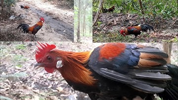 Bẫy Gà Rừng Mới Nhất - Đã Thu Phục Được Bổi Tập Trước | Hoàng Tây