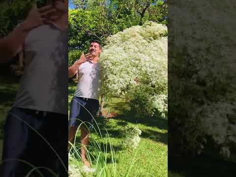 Vídeo: Arbustos com flores brancas: arbustos com flores brancas para cada paisagem