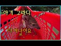 귀농vlog - 하우스에서 태어난 아기 고라니