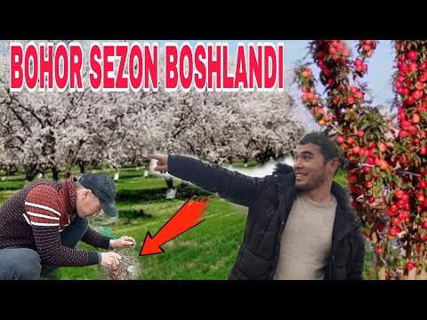 Video: Ko nozīmē Manang?