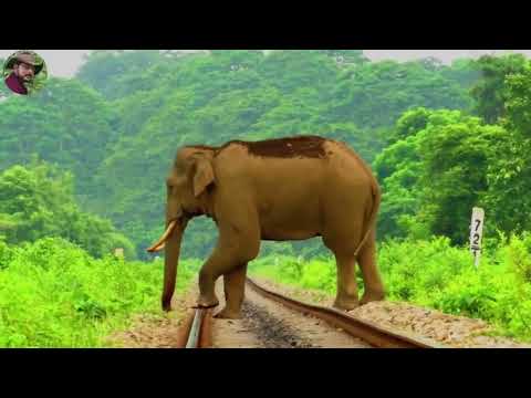 Animals detection using