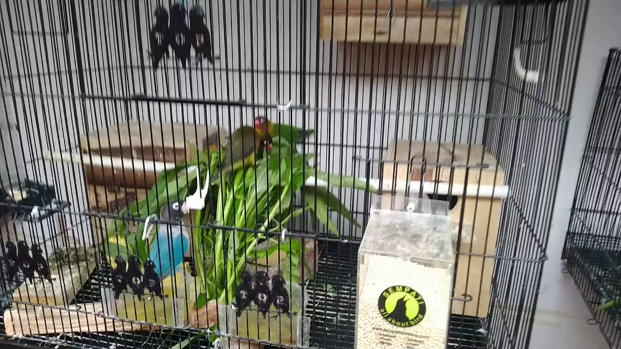 Ternak lovebird sistem koloni 