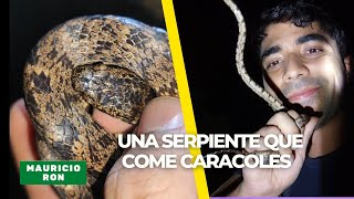 🐍🐌Una serpiente que come caracoles - Sibon nebulatus - ¿Cómo diferenciar de una &quot;terciopelo&quot;?