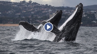Humpback Whales Synchronised Breach