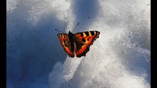 Бабочки на снегу