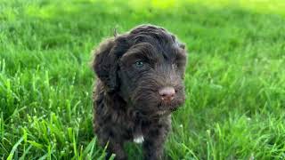 Pike  Portuguese Water Dog Puppy