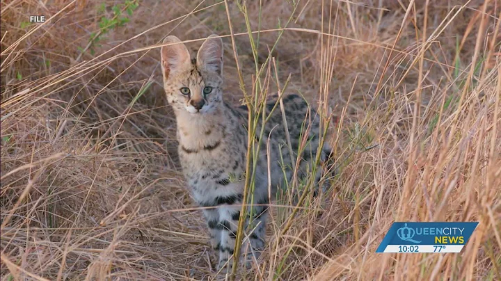Watch the video about Wild African cat found after Chester house fire