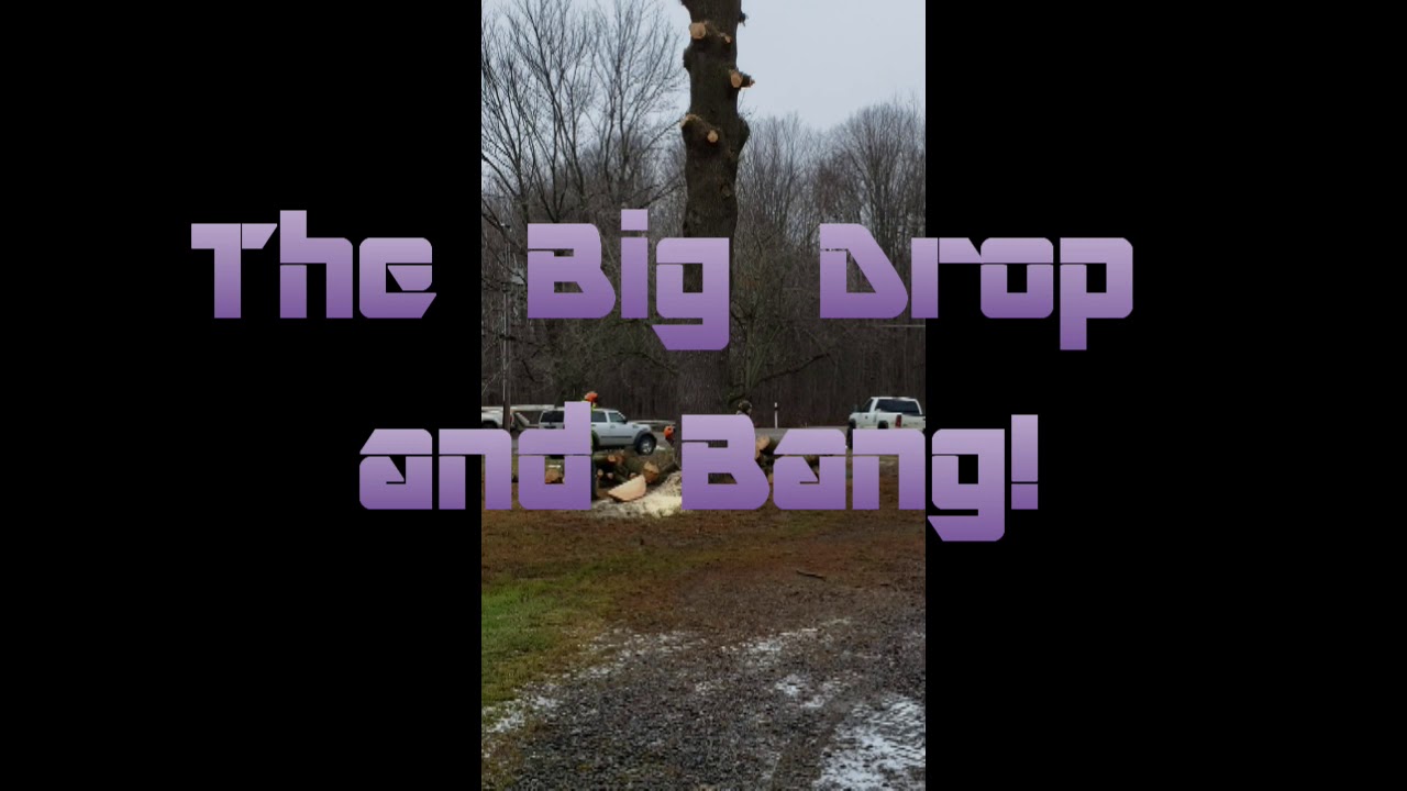 Tree service dropping my big pine tree. - YouTube