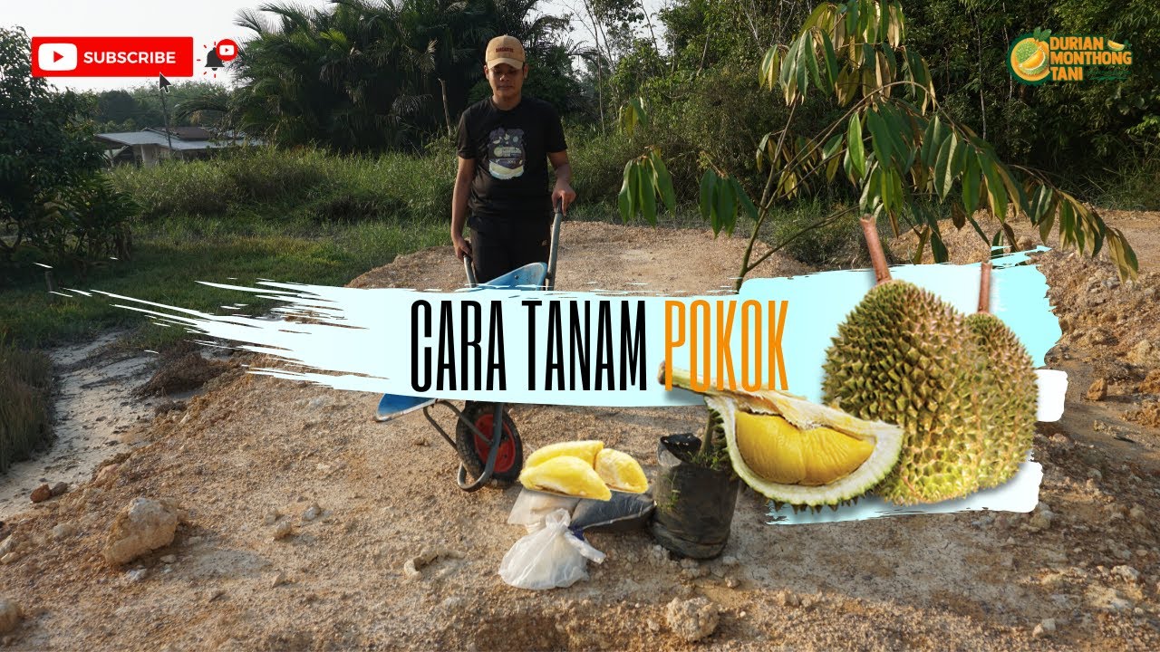 Cara Tanam Pokok Durian | Tutorial Lengkap - YouTube