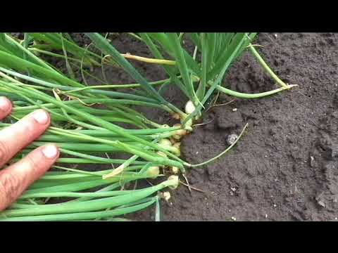 Как я выращиваю лук севок