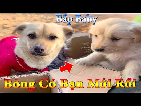 Dương KC | Bông Bé Bỏng Ham Ăn #28 | chó thông minh vui nhộn | funny cute smart dog pets Thú Cưng TV