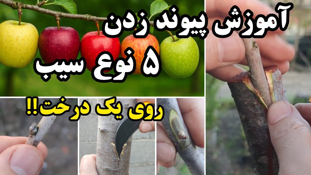پیوند زدن درختان میوه ( درخت سیب ) / چند نوع سیب را روی این درخت پیوند زدم