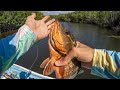Pesca con CAMARÓN VIVO en los manglares