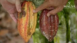 Download Lagu Malsa Chocolate's - 2024 MP3