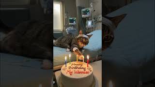 Fearless Cat’s Hospital Birthday – The Cat That Refused to Quit screenshot 4