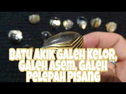 fosilgalihkelor #galihkelorseratemas Pada umumnya fosil galih kelor yg sering diketemukan yaitu hita. 