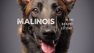 BELÇİKA MALINOIS , BESLENMESİ, BAKIMI, EV YAŞANTISI VE EĞİTİLMESİ. TÜM DİKKAT EDİLMESİ GEREKENLER.