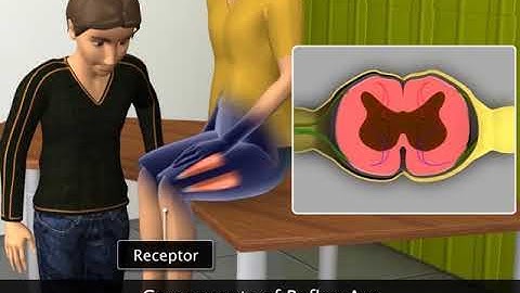 Mechanism of Spinal Reflex | Class 10 | Science - Learnflix App