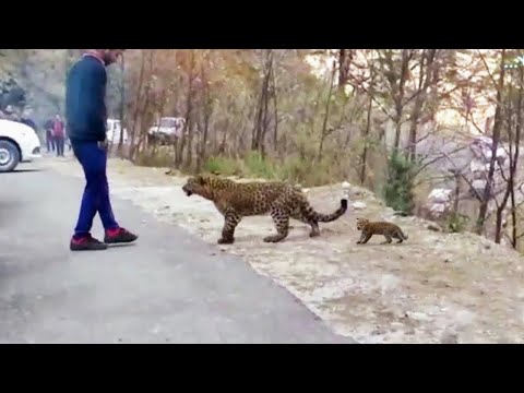 Animals That Asked People for Help & Kindness Caught On Camera ! Subscribe To Novella: https://bit.ly/37o6vG6 Seeing a helpless animal in distress is truly a heartbreaking feeling. But how...