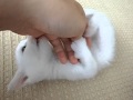 子猫をモフる！2