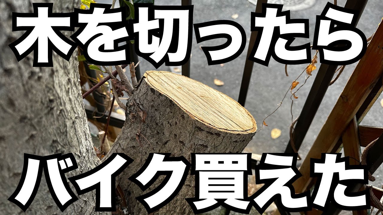 契約】木を切ったらバイクが買えてクリスマスプレゼントも貰えました 