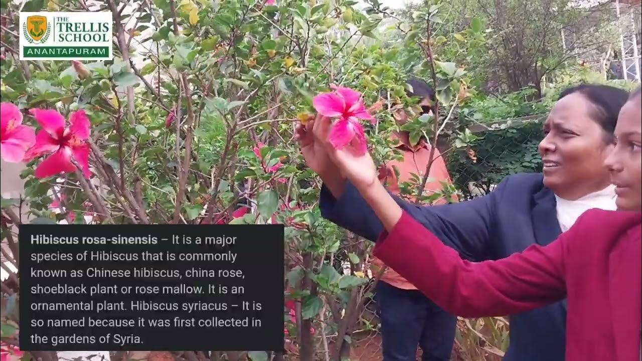 Doubts clarification of studentsin educational field trip THE TRELLIS