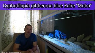 Обзор нового аквариума+ ПЕРВЫЙ НЕРЕСТ  blue Zaire "Moba"
