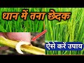 धान में तना छेदक के उपाय . stem boror use paddy crop.Dhan me rog.