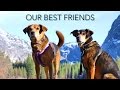 Meet Our Full Time RV Travel Dogs Roni + Chase 🐾