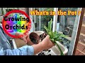 How to repot a paphiopedilum orchid