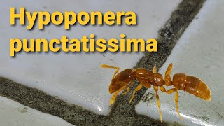 Hypoponera punctatissima - понерины в наших домах!!!