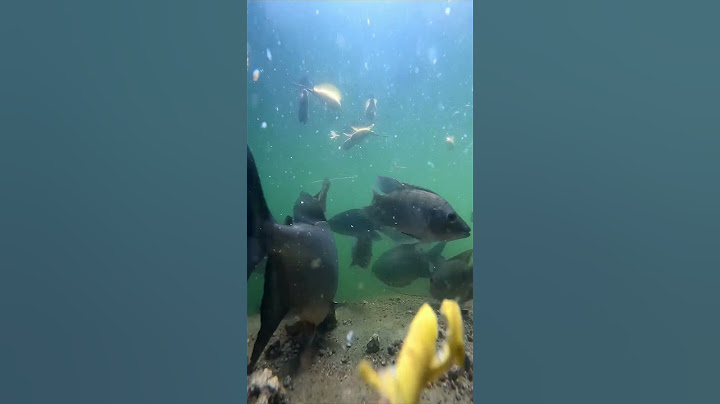 கிணற்றில் வளரும் மீன்கள் - 6 #pets #fish #nature