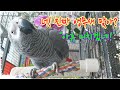 '아빠~아~앙' 아들 애교에 녹아내리는 아빠#앵무새#소오름 [youtubird][앵무새똘이] Korean-gray parrot [K-parrot]