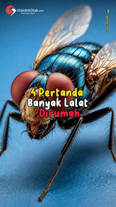 4 Pertanda Banyak Lalat Dirumah #shorts #lalatbuah #lalat #animals #kuman #pertanda