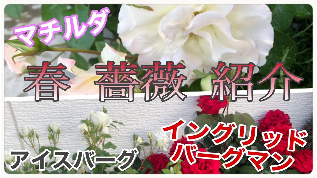 春薔薇紹介 Part アイスバーグ イングリッド バーグマン マチルダ Youtube