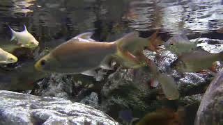 FISH Music - Good luck FISH Relaxation music| Relaxing Music for fish| Nemo| Betta Fish | Vastu Fish screenshot 5