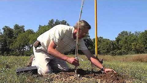 How To Plant a Stark® EZ Start® Potted Tree