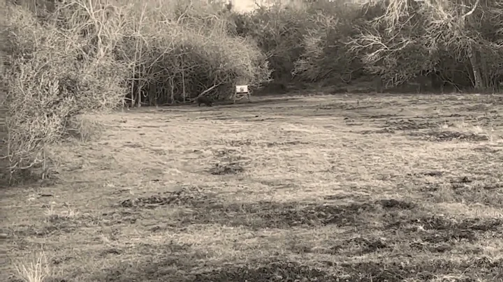 You can’t go wrong hunting hogs with a .243