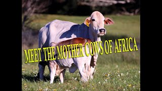 Did you know the Boran cow is considered the mother cow of Africa