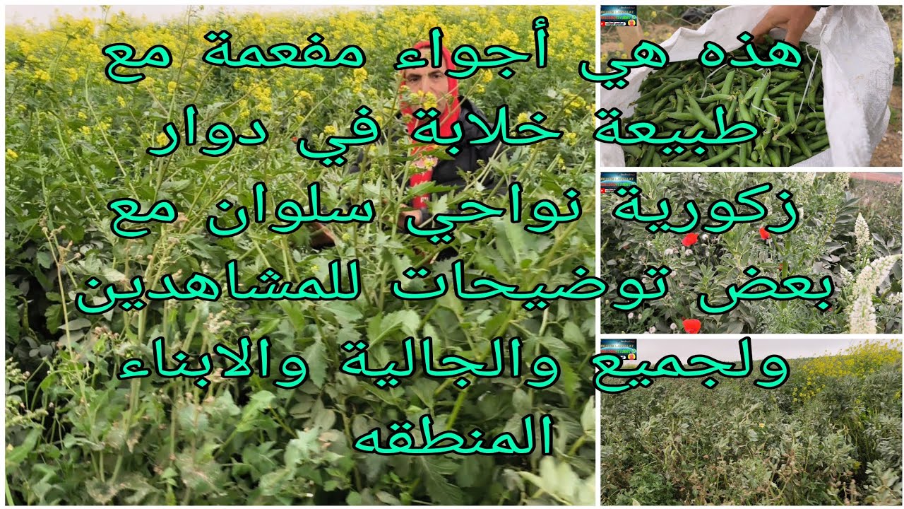 هذه هي أجواء ممتعة مع طبيعة خلابة في دوار زكورية نواحي سلوان مع بعض توضيحات للمشاهدين ولجميع الجالية