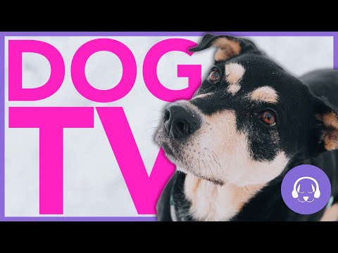 Dog TV: 15 Hours Of Exciting Dog Walking - Virtual Dog Walk (ENTERTAINING)