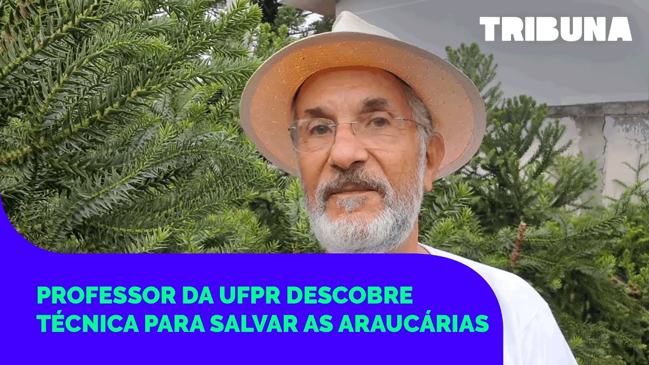 Professor da UFPR descobre técnica para salvar as araucárias da extinção
