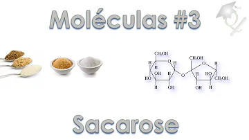 Como a célula obtém as moléculas de glicose a partir do polímero de amido?