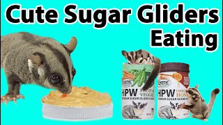 Sugar Gliders Try HPW Jar Diet