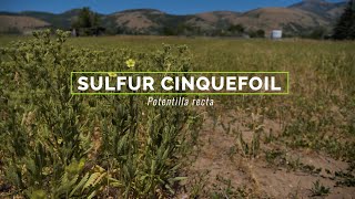 Sulfur cinquefoil
